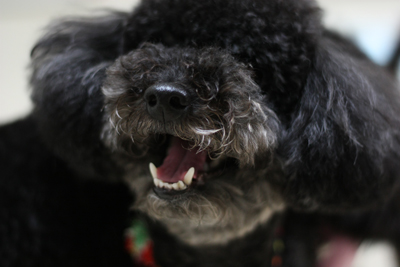 20120528d.jpg
